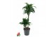 Dracaena fragrans tatuade 45-15 