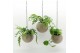 Arrangementen kamerplanten Globee Indoor Green Mix 104 1 pp 