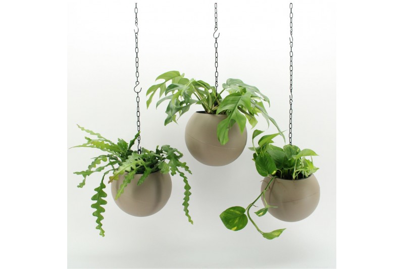 Arrangementen kamerplanten Globee Indoor Green Mix 104 1 pp Arrangementen kamerplanten Globee Indoor Green Mix 104 1 pp