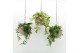 Arrangementen kamerplanten Globee Indoor Hoya Mix 124 1 pp 