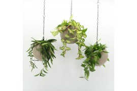 Arrangementen kamerplanten Globee Indoor Hoya Mix 124 1 pp