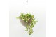 Arrangementen kamerplanten Globee Indoor Hoya 123 1 pp 