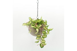 Arrangementen kamerplanten Globee Indoor Hoya 123 1 pp