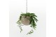 Arrangementen kamerplanten Globee Indoor Hoya wayetii 121 1 pp 