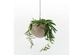 Arrangementen kamerplanten Globee Indoor Hoya wayetii 121 1 pp