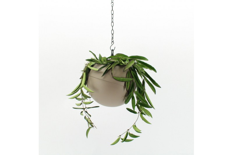Arrangementen kamerplanten Globee Indoor Hoya wayetii 121 1 pp Arrangementen kamerplanten Globee Indoor Hoya wayetii 121 1 pp
