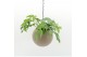 Arrangementen kamerplanten Globee Indoor Monstera 103 1 pp 