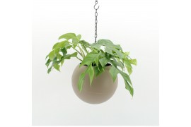 Arrangementen kamerplanten Globee Indoor Monstera 103 1 pp