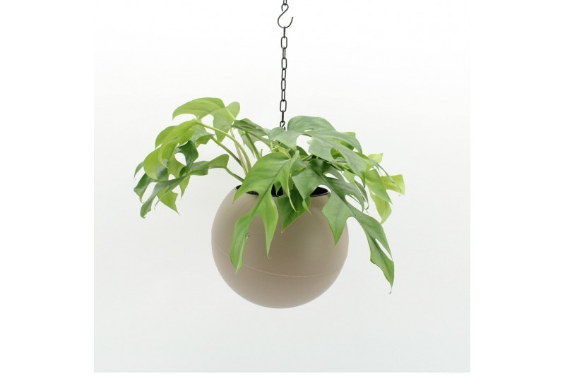 Arrangementen kamerplanten Globee Indoor Monstera 103 1 pp Arrangementen kamerplanten Globee Indoor Monstera 103 1 pp