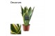 Sansevieria trifasciata futura superba decorum 