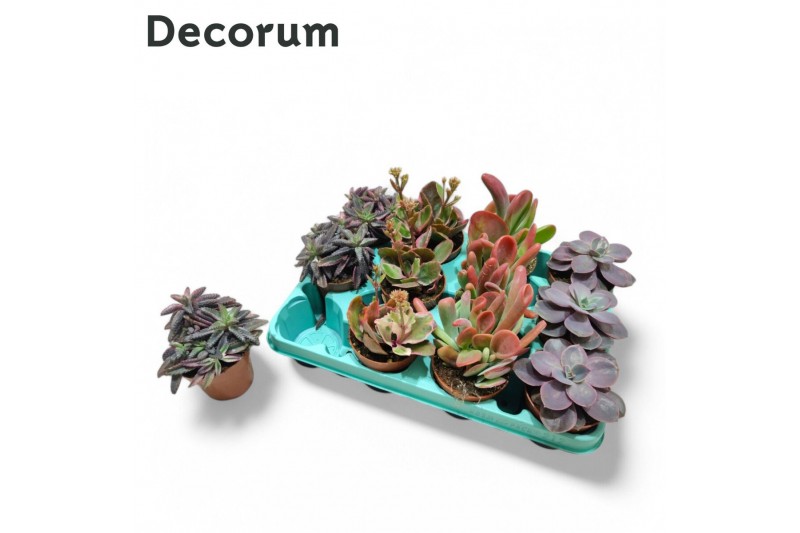 Echeveria mix Echeveria Pink Mix (4spc.) (decorum) Echeveria mix Echeveria Pink Mix (4spc.) (decorum)