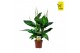Spathiphyllum sweet ricardo 5+ bloem - Zonder hoes + Concorde etiket 
