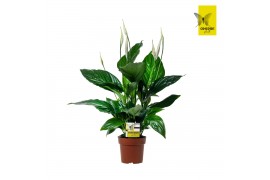 Spathiphyllum sweet ricardo 5+ bloem - Zonder hoes + Concorde etiket