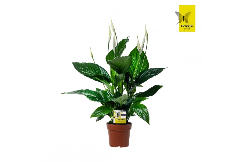 Spathiphyllum sweet ricardo 5+ bloem - Zonder hoes + Concorde etiket Spathiphyllum sweet ricardo 5+ bloem - Zonder hoes + Concorde etiket