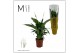 Spathiphyllum sweet ricardo 5+ bloem - Concorde hoes 