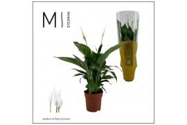 Spathiphyllum sweet ricardo 5+ bloem - Concorde hoes