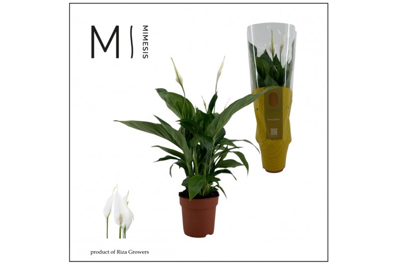 Spathiphyllum sweet ricardo 5+ bloem - Concorde hoes Spathiphyllum sweet ricardo 5+ bloem - Concorde hoes