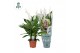 Spathiphyllum sweet ricardo 5+ bloem - AirSoPure hoes + etiket 