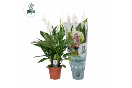 Spathiphyllum sweet ricardo 5+ bloem - AirSoPure hoes + etiket