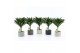Dracaena fragr. janet craig Compacta op stam in Classic Stone 