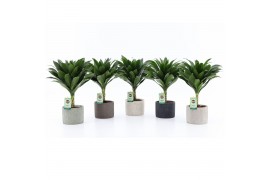 Dracaena fragr. janet craig Compacta op stam in Classic Stone