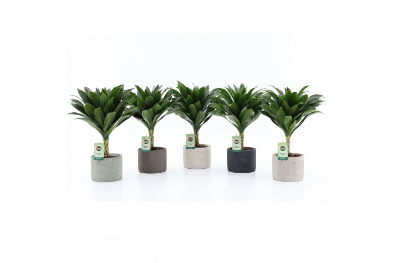 Dracaena fragr. janet craig Compacta op stam in Classic Stone 