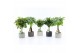 Kamerplanten mix stammenmix in classic stone 