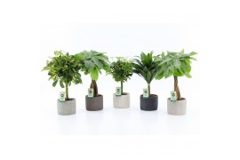 Kamerplanten mix stammenmix in classic stone