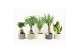 Kamerplanten mix easy to care mix in classic stone 