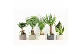 Kamerplanten mix easy to care mix in classic stone