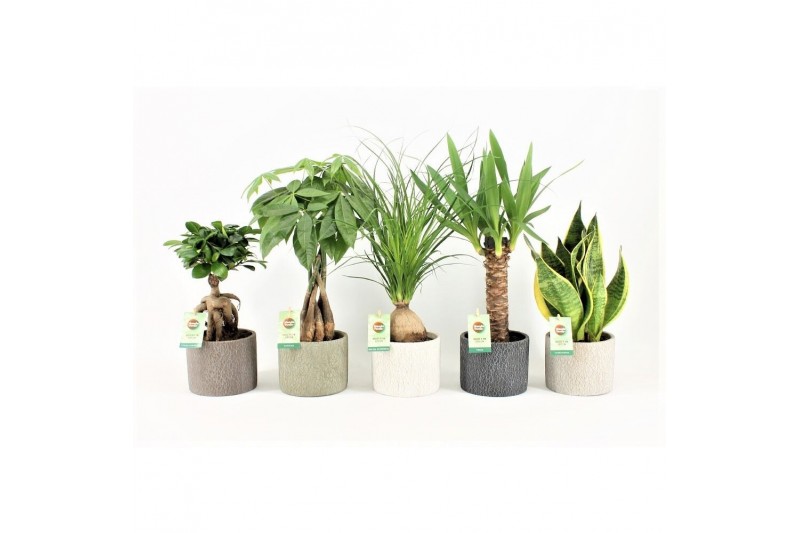 Kamerplanten mix easy to care mix in classic stone 