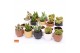 Cactus mix 5 soorten SuPure® - Cactus mix in Mumbai 7 spines 