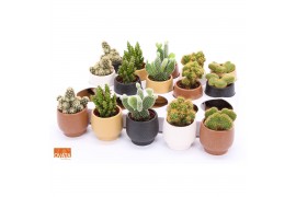 Cactus mix 5 soorten SuPure® - Cactus mix in Mumbai 7 spines