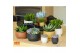 Cactus mix 5 soorten SuPure® - Cactus mix in Mumbai 7 spines 