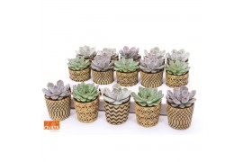 Echeveria mix SuPure® in Havana pearls