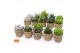 Succulenten mix SuPure® - Succulent mix in Havana 
