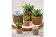 Succulenten mix SuPure® - Succulent mix in Havana 