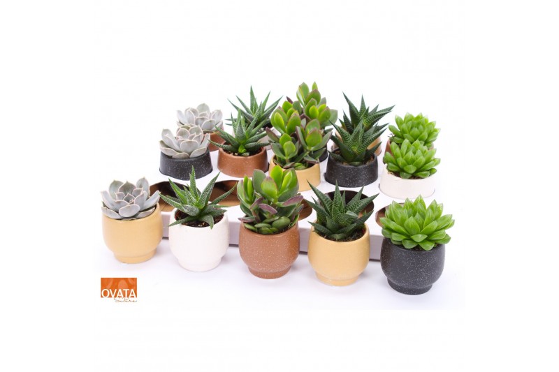 Succulenten mix SuPure® - Succulent mix in Mumbai 7 