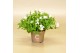 Campanula port. ice white 