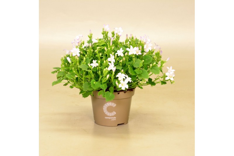 Campanula port. ice white 