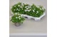 Campanula port. ice white 