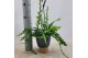 Epiphyllum anguliger hangpot 