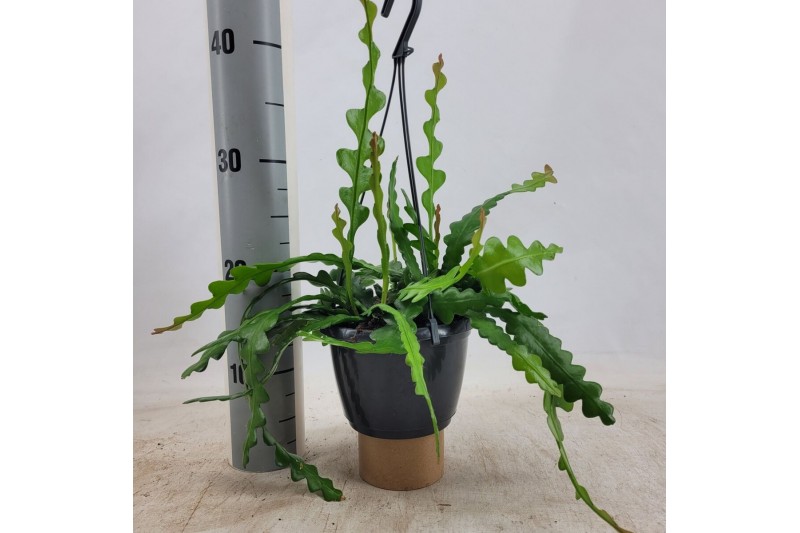 Epiphyllum anguliger hangpot 