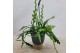 Epiphyllum anguliger hangpot 