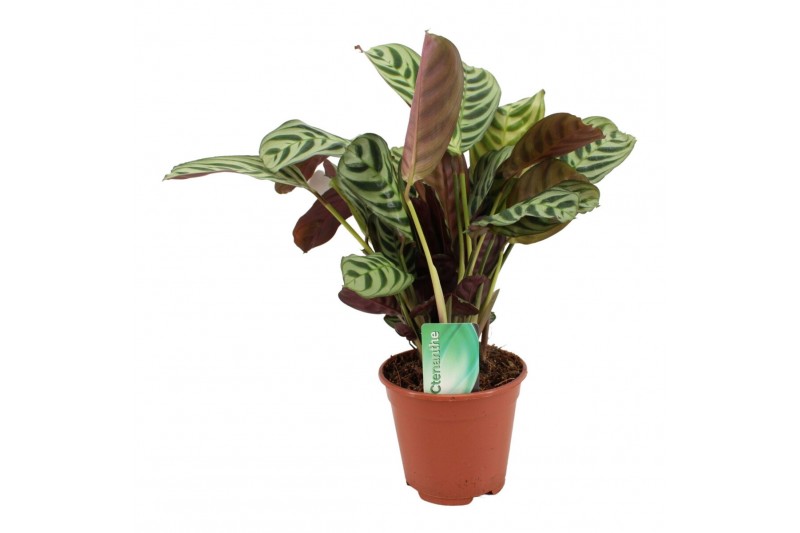 Ctenanthe burle-marxii 