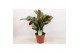 Ctenanthe burle-marxii 