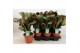 Ctenanthe burle-marxii 