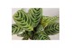 Ctenanthe burle-marxii 