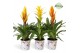 Bromelia mix Tivoli potcover - Modern mix 