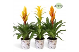 Bromelia mix Tivoli potcover - Modern mix